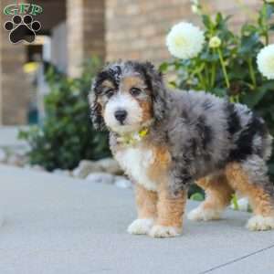 Hunter, Mini Bernedoodle Puppy