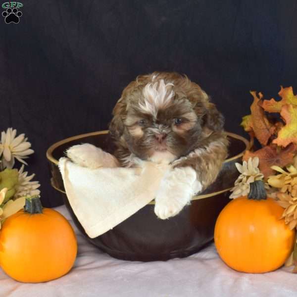 Hunter, Shih Tzu Puppy