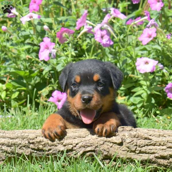 Hunter, Rottweiler Puppy