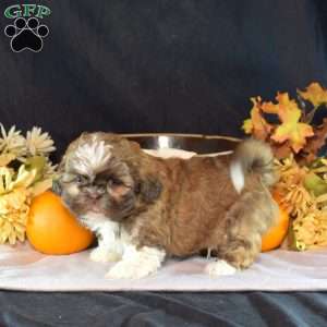 Hunter, Shih Tzu Puppy