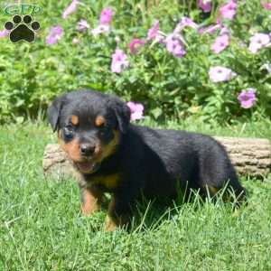 Hunter, Rottweiler Puppy