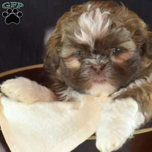 Hunter, Shih Tzu Puppy