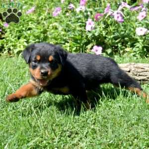 Hunter, Rottweiler Puppy