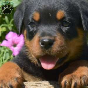 Hunter, Rottweiler Puppy