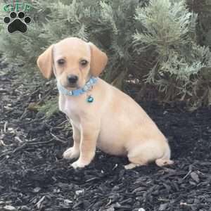 Libby, Mini Labradoodle Puppy