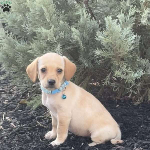 Libby, Miniature Poodle Mix Puppy