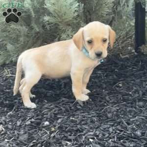 Libby, Mini Labradoodle Puppy