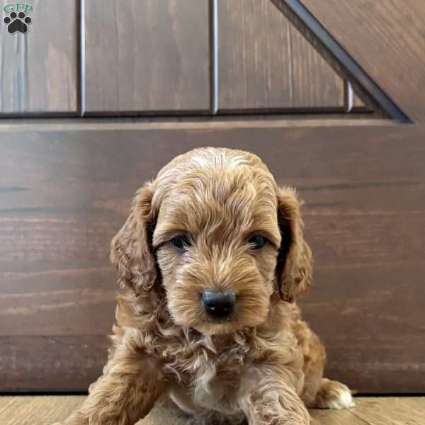 Rocky – Mini, Cockapoo Puppy