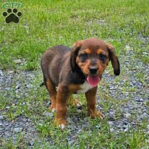 Dexter, Beagle Mix Puppy