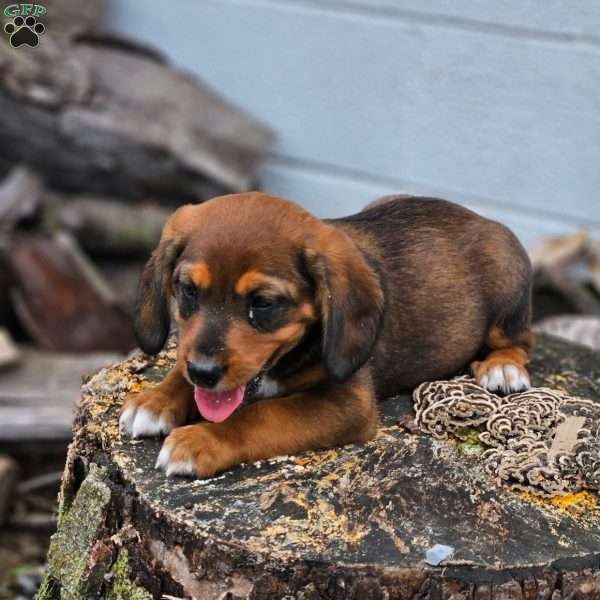Dexter, Beagle Mix Puppy