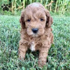 Winston – Mini, Cockapoo Puppy