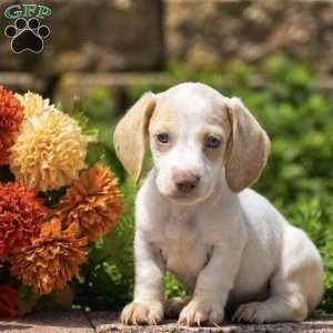 Teddy, Dachshund Puppy