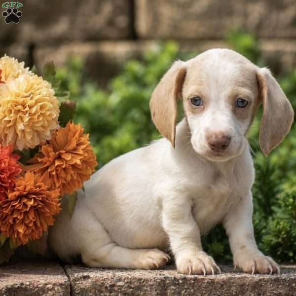 Teddy, Dachshund Puppy