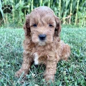 Winston – Mini, Cockapoo Puppy