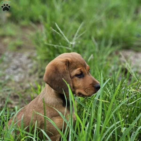Pluto, Beagle Mix Puppy