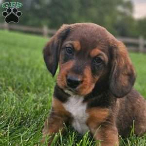Dexter, Beagle Mix Puppy