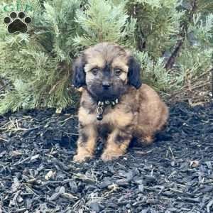 Linus, Mini Labradoodle Puppy