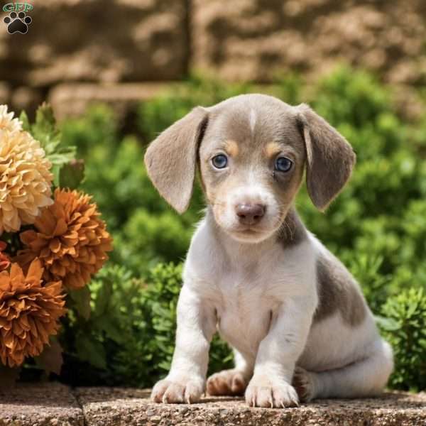 Tux, Dachshund Puppy