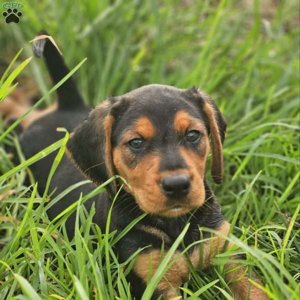 Duke, Beagle Mix Puppy