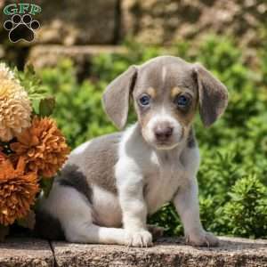 Tux, Dachshund Puppy