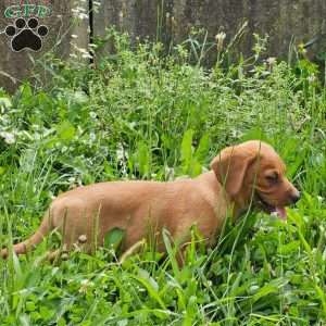Dixon, Beagle Mix Puppy