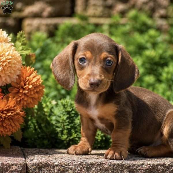 Trooper, Dachshund Puppy