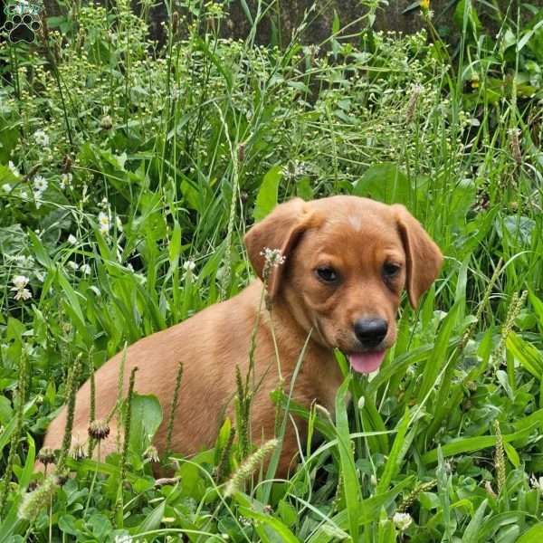 Dixon, Beagle Mix Puppy