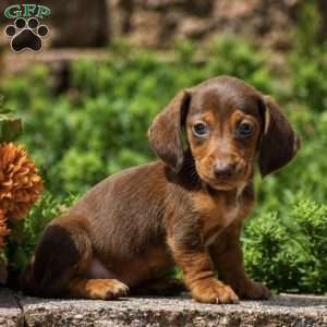 Trooper, Dachshund Puppy
