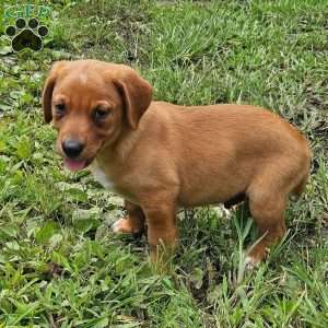 Dixon, Beagle Mix Puppy