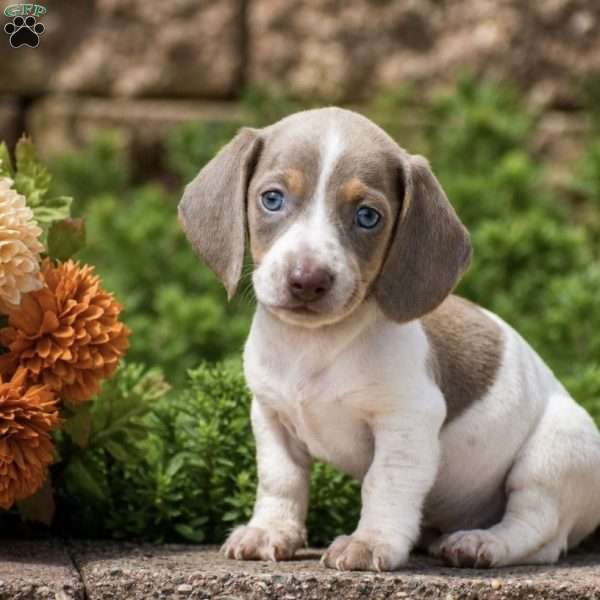 Timber, Dachshund Puppy