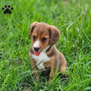 Piper, Beagle Mix Puppy