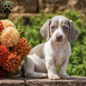 Timber, Dachshund Puppy