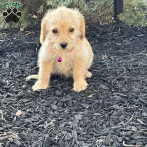 Lollipop, Mini Labradoodle Puppy