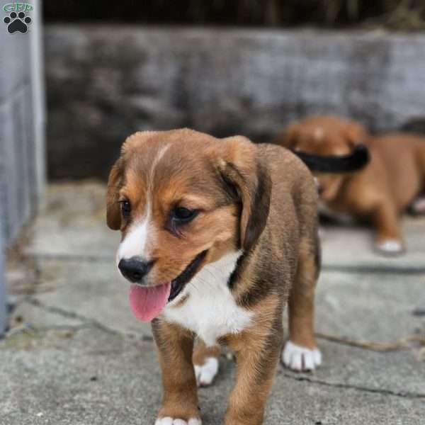 Piper, Beagle Mix Puppy