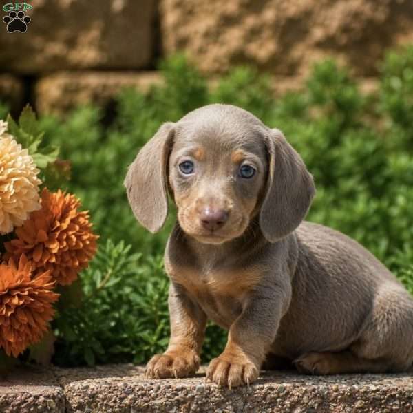 Truffle, Dachshund Puppy