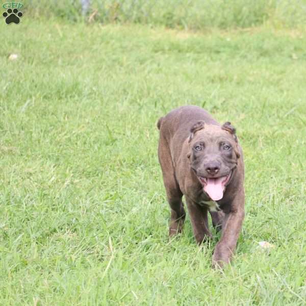 Ceres, Cane Corso Puppy