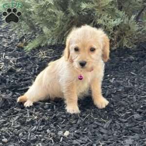 Lollipop, Mini Labradoodle Puppy