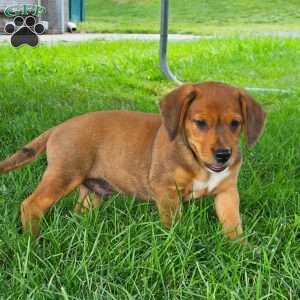 Diesel, Beagle Mix Puppy