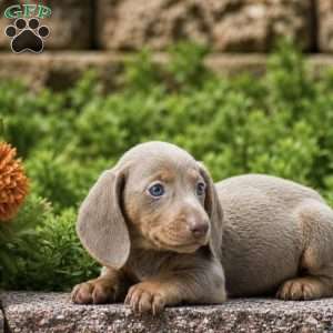 Truffle, Dachshund Puppy