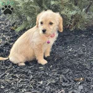 Lollipop, Mini Labradoodle Puppy