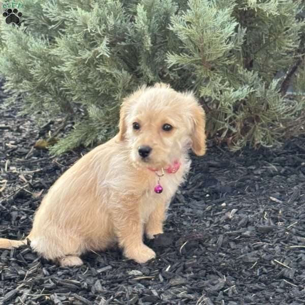 Lollipop, Miniature Poodle Mix Puppy