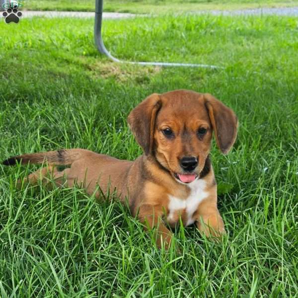 Diesel, Beagle Mix Puppy