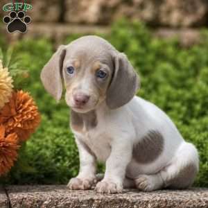 Tiger-Mini, Dachshund Puppy