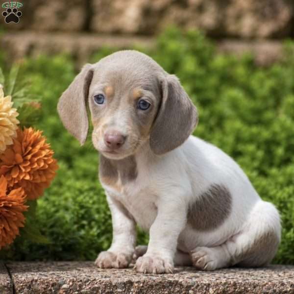 Tiger, Dachshund Puppy