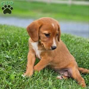 Peanut, Beagle Mix Puppy
