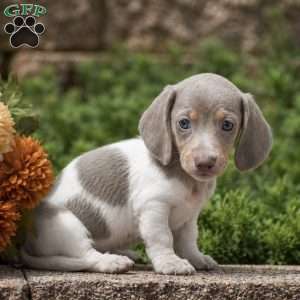Tiger, Dachshund Puppy