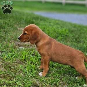 Peanut, Beagle Mix Puppy