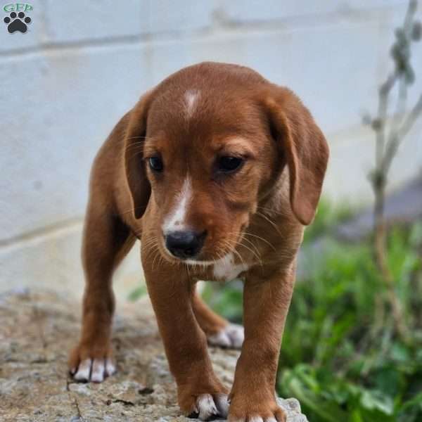 Peanut, Beagle Mix Puppy
