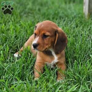Pixie, Beagle Mix Puppy