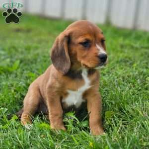 Pixie, Beagle Mix Puppy